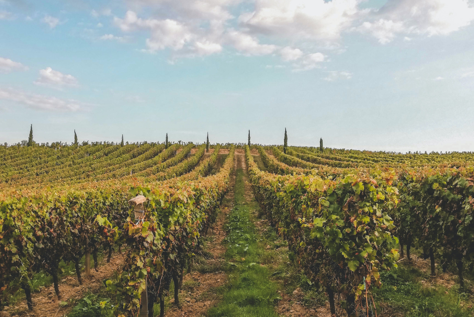 Vineyards in Bordeaux France