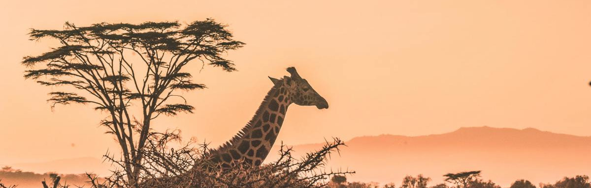 Giraffe walking in desert in Kenya.