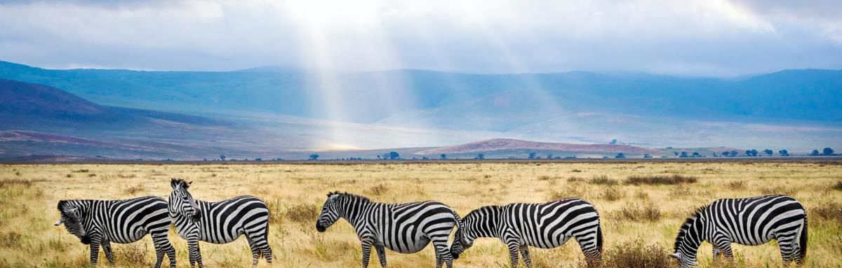 Zebras peacefully grazing on grassy plains as sunlight falls on them in Tanzania, Africa.