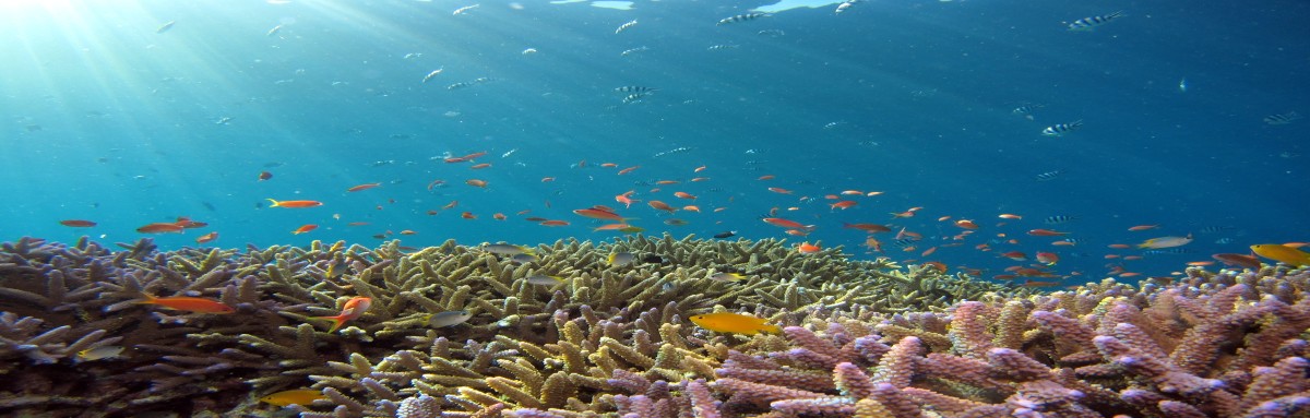 Belize underwater marine life