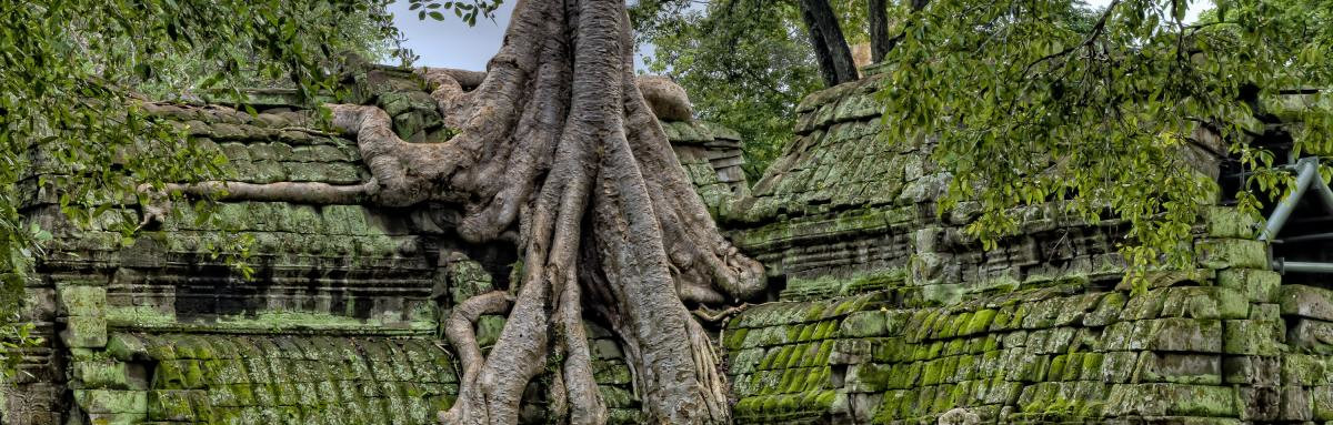 Trees and vines growing over ancient village in Siem Reap, Cambodia. 