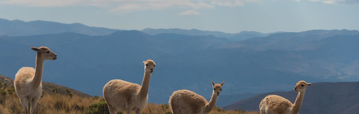 Alpacas on grassy hillside in South America.