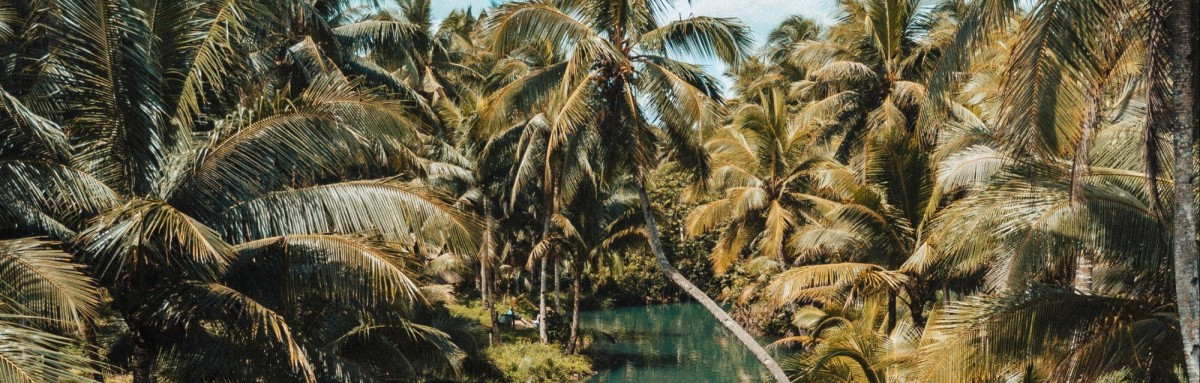 Scene of turquoise river with palm trees in tropical island. 